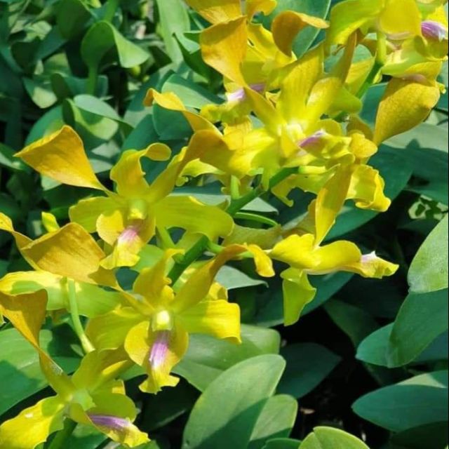 Dendro Nắng Hoàng Long - Cây tơ sắp hoa