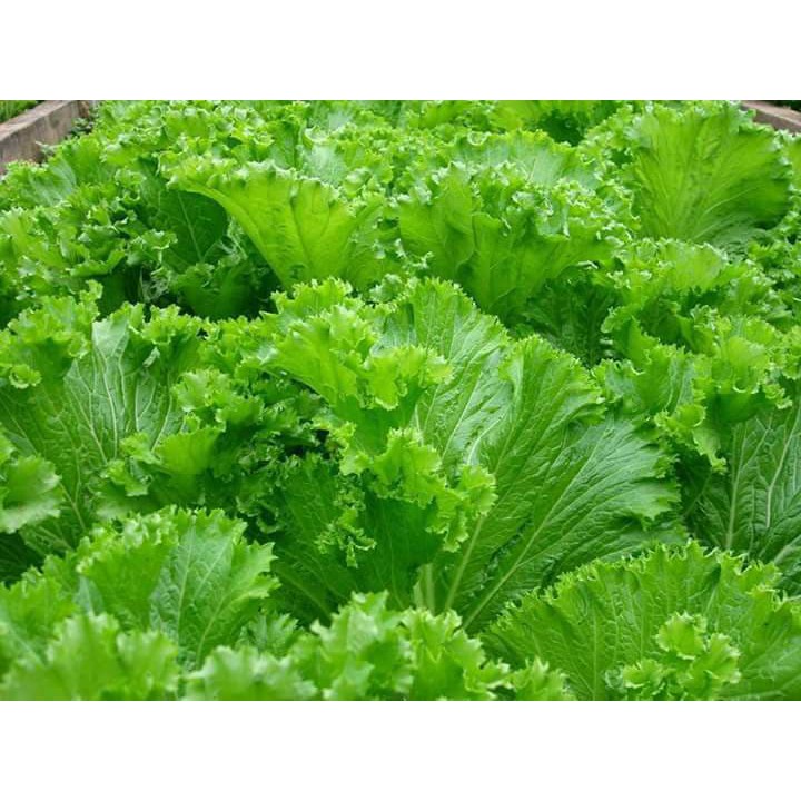 Hạt giống rau cải bẹ