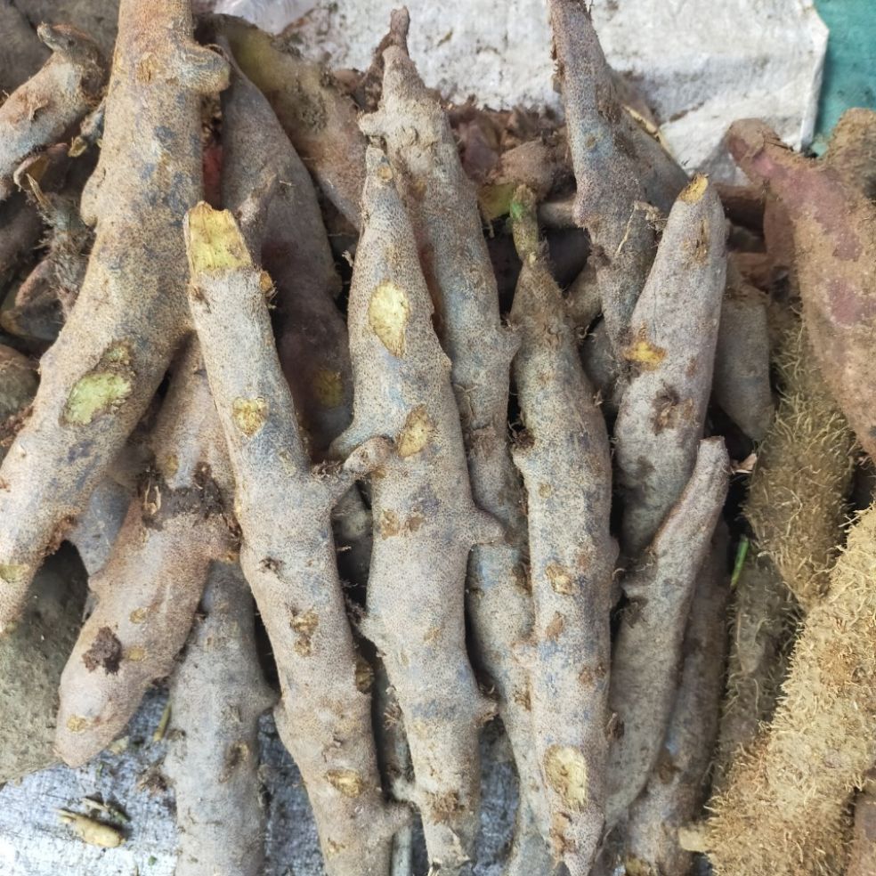 Tắc Kè Đá Tươi 1Kg