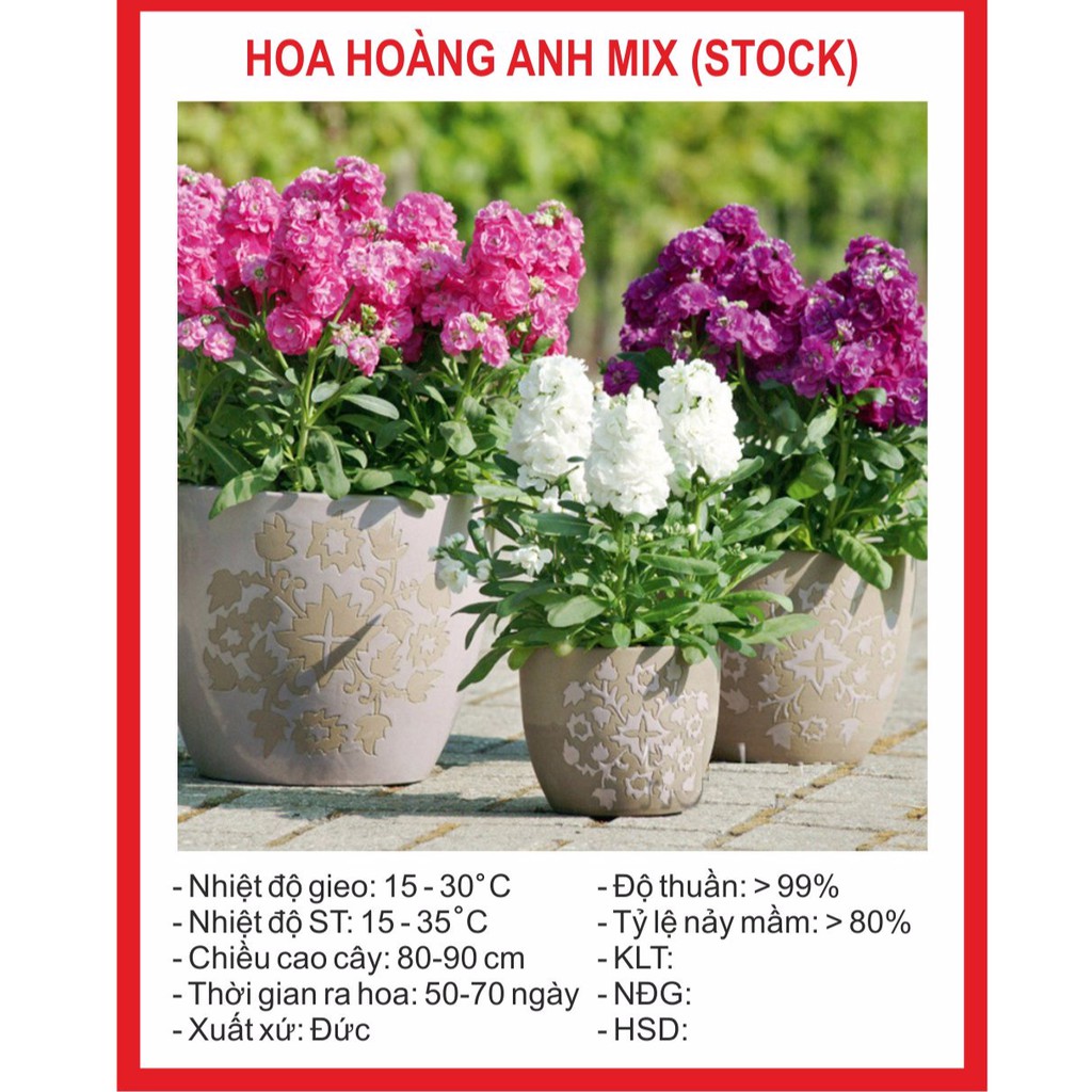 Hạt giống hoa hoàng anh mix 50 hạt