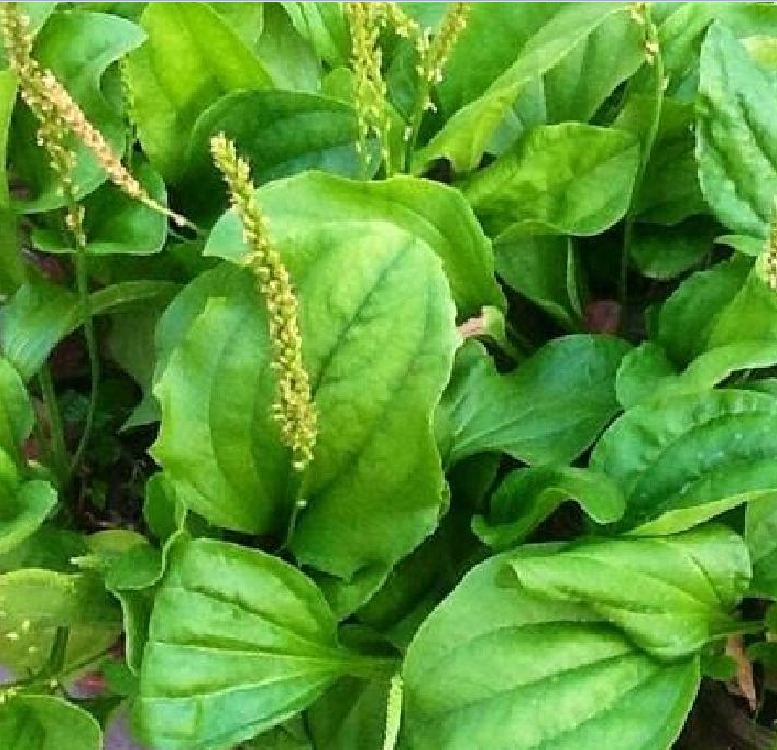Hạt giống cây mã đề - 1 gói 2gram