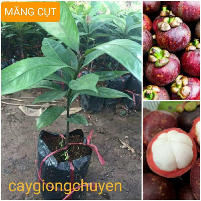 Cây giống măng cụt