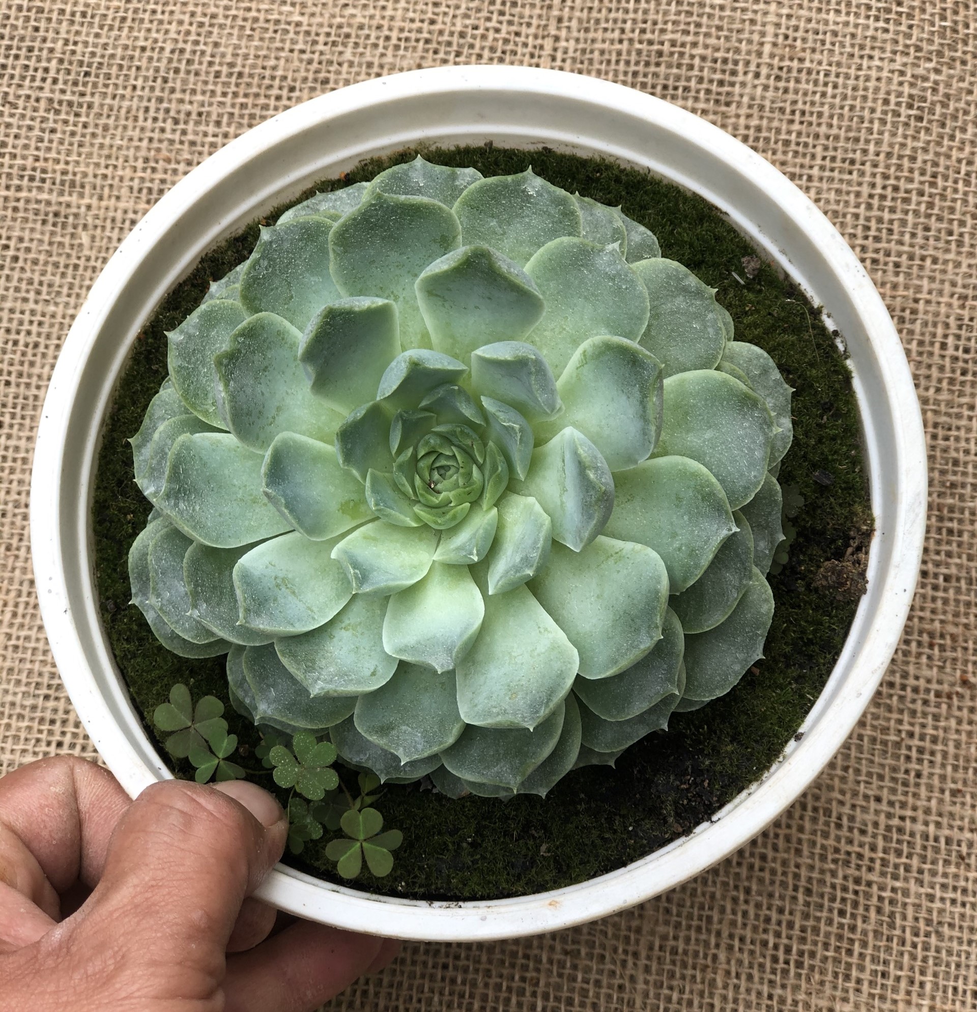 Chậu Sen Đá size vừa SĐ10