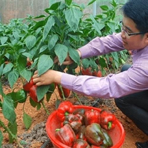Hạt Giống Ớt Chuông Ngọt Đỏ Lucky Seed - Mỗi Túi 10 Hạt