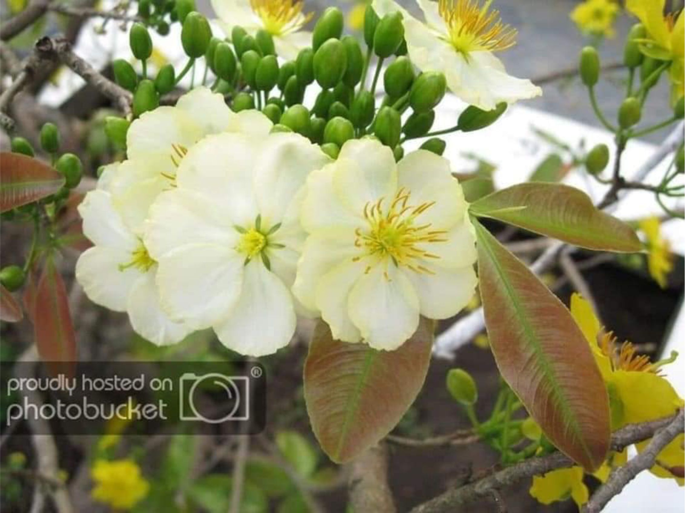 Hoa Mai Ngự Sử ( cây giống ghép)