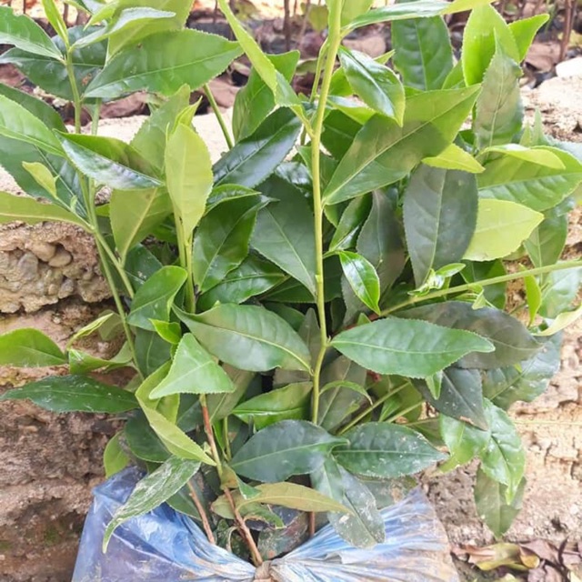 Cây chè xanh tân cương thái nguyên