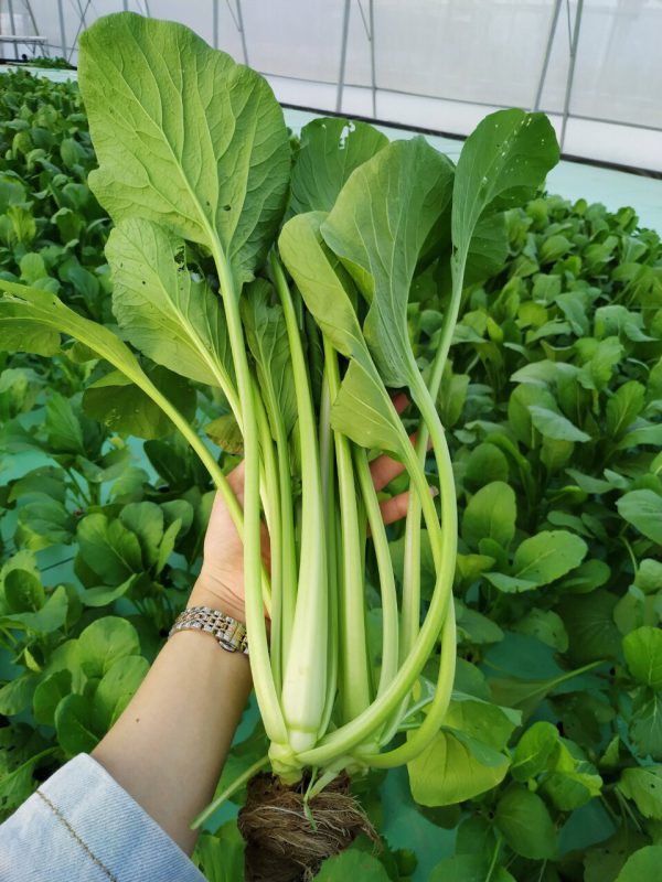 Hạt Giống Cây Rau Cải Ngọt - 20 Gram