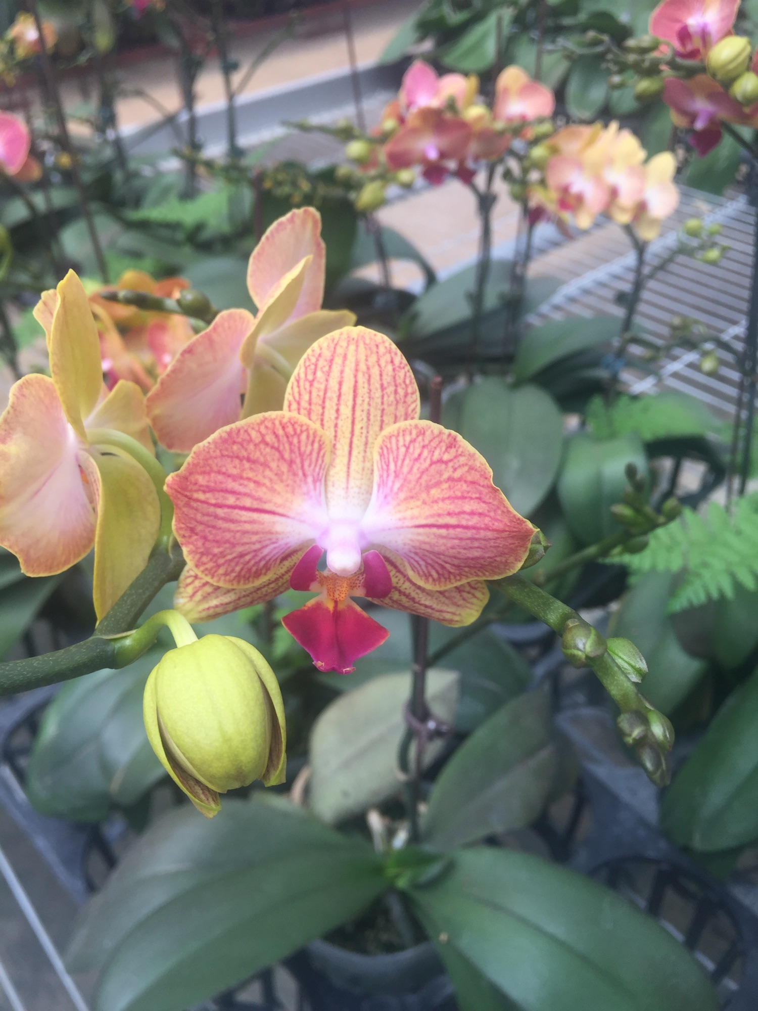 Combo 3 Lan hồ điệp cây tơ, cốc 2.8 đang ngồng hoa