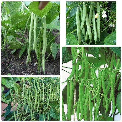 Hạt giống đậu cove bụi lùn-20gr, cam kết hàng đúng mô tả, xin vui lòng inbox shop để được tư vấn thêm