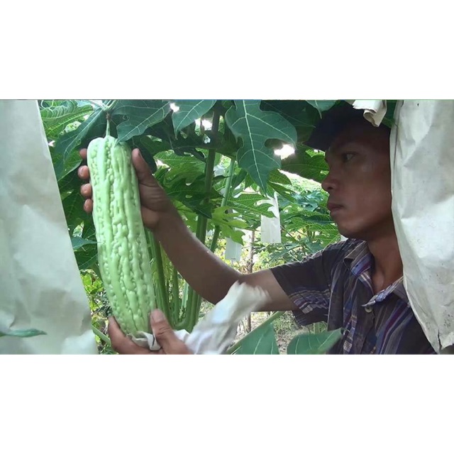 Hạt Giống Mướp Đắng Khổng Lồ
