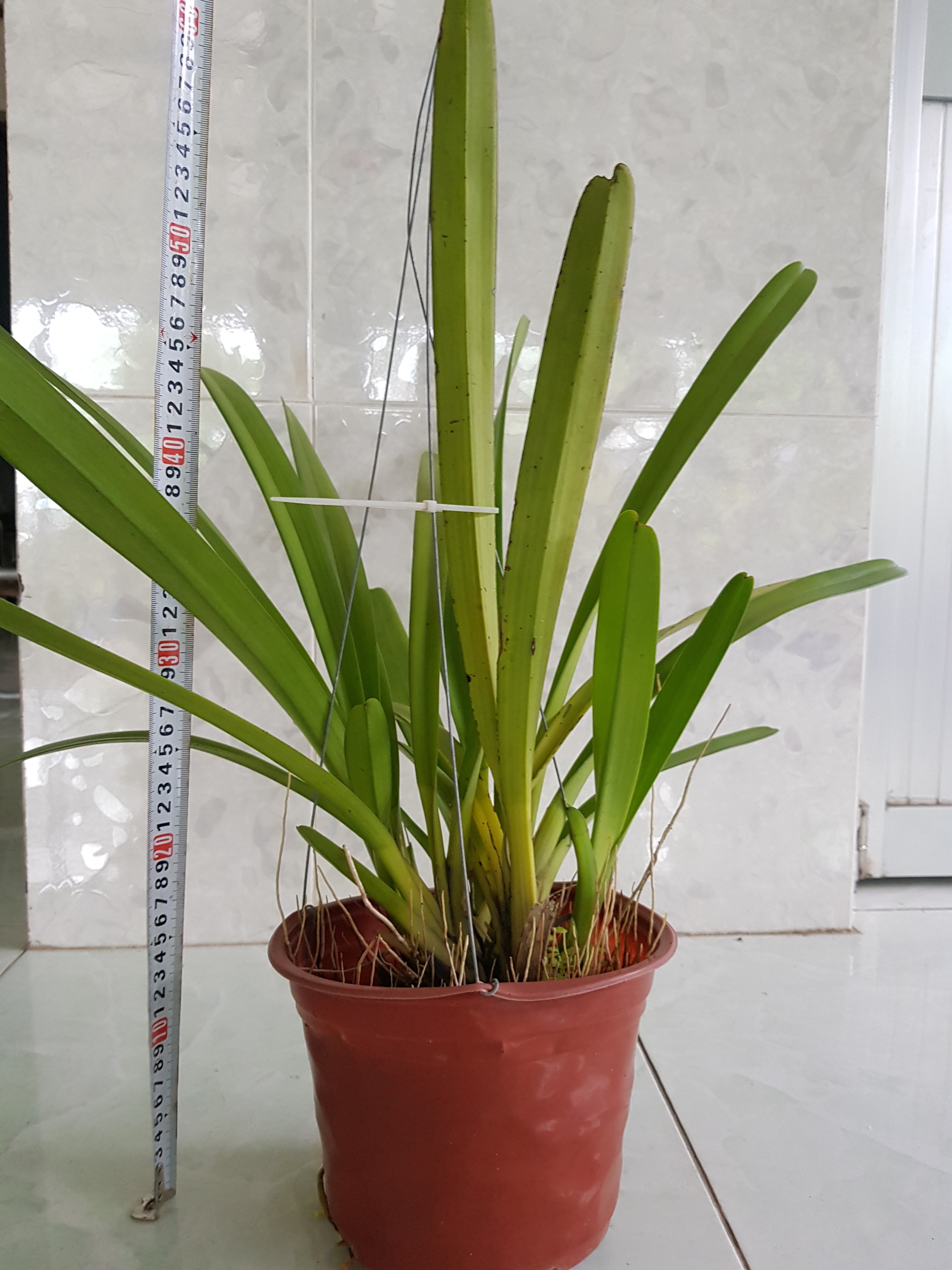 Cây lan kiếm tiên vũ nguyên chậu cây để bàn, lọc không khí, cây may mắn, cây giá rẻ. tại vườn cây chú hai.