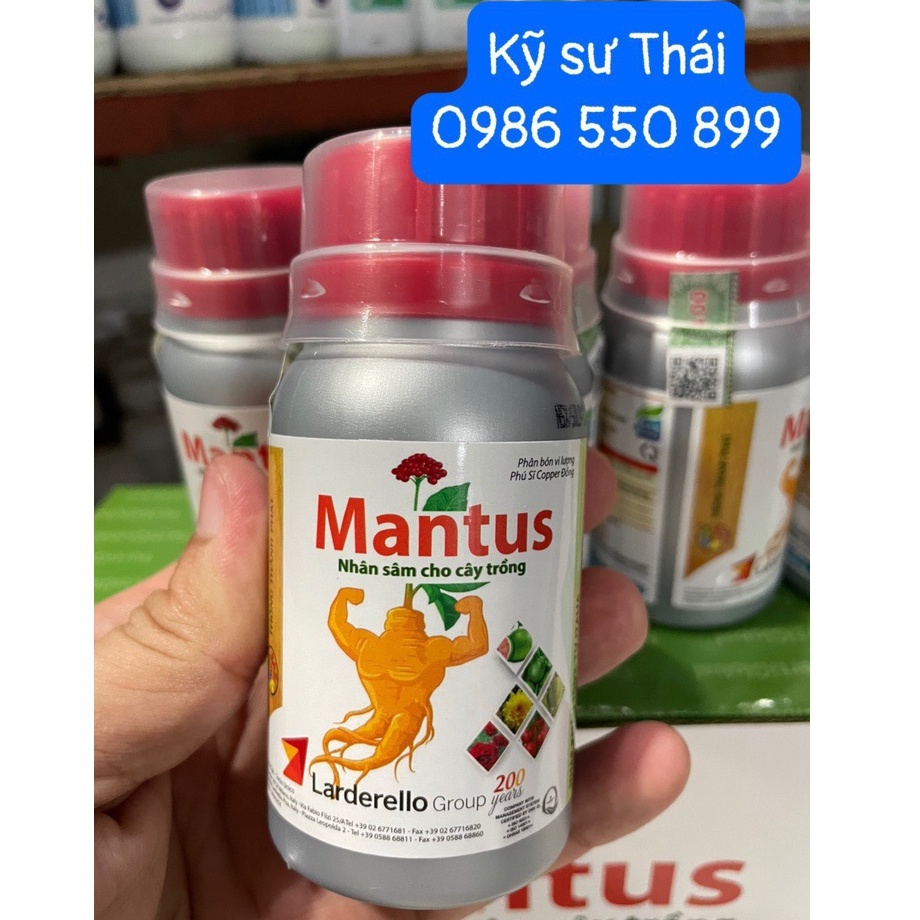 Mantus - nhân sâm cây trồng