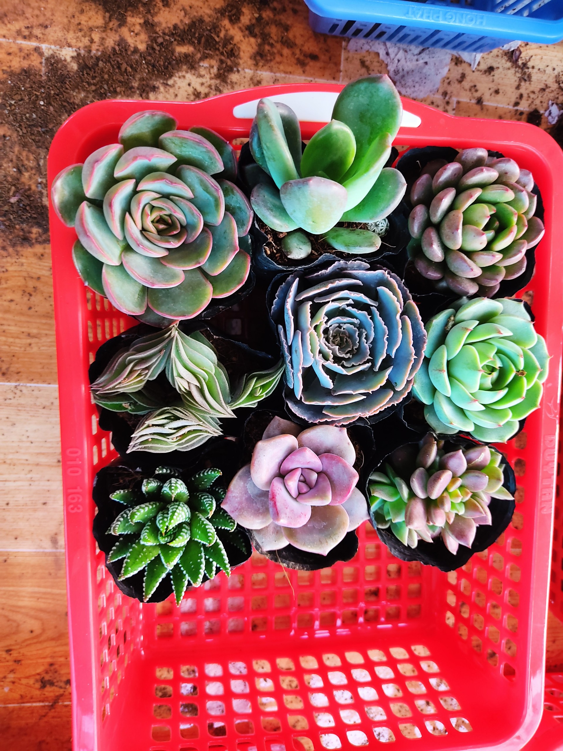 Combo 9 cây sen đá 9 loại - size nhỏ 5-8cm - đồng giá 100k