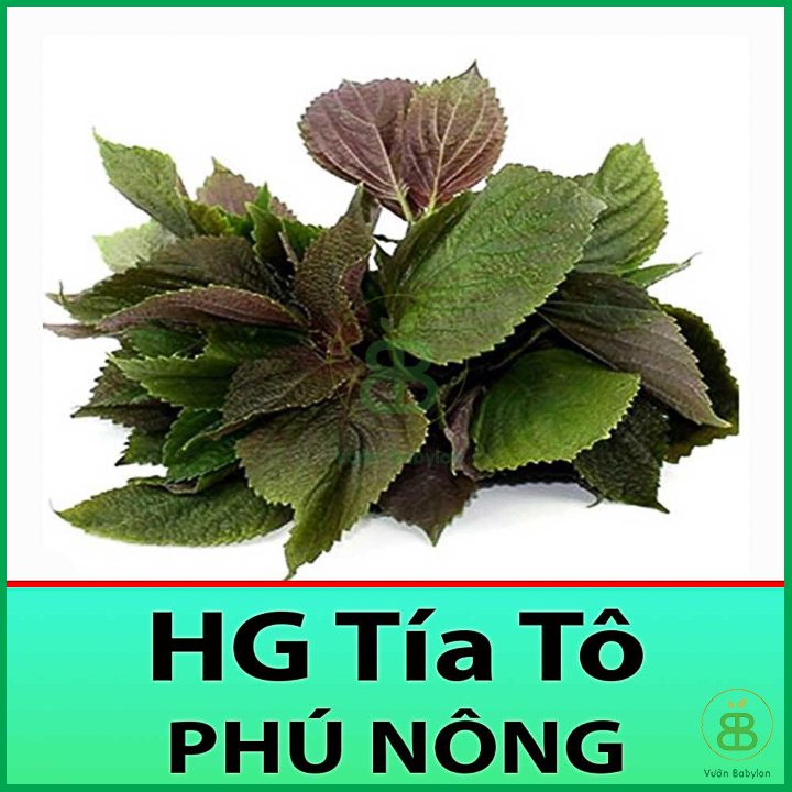 Hạt giống tía tô thơm ngon, giàu dinh dưỡng 2gr