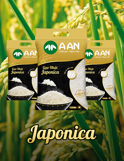 Gạo Nhật JAPONICA ( Túi 5kg ) Tân Long