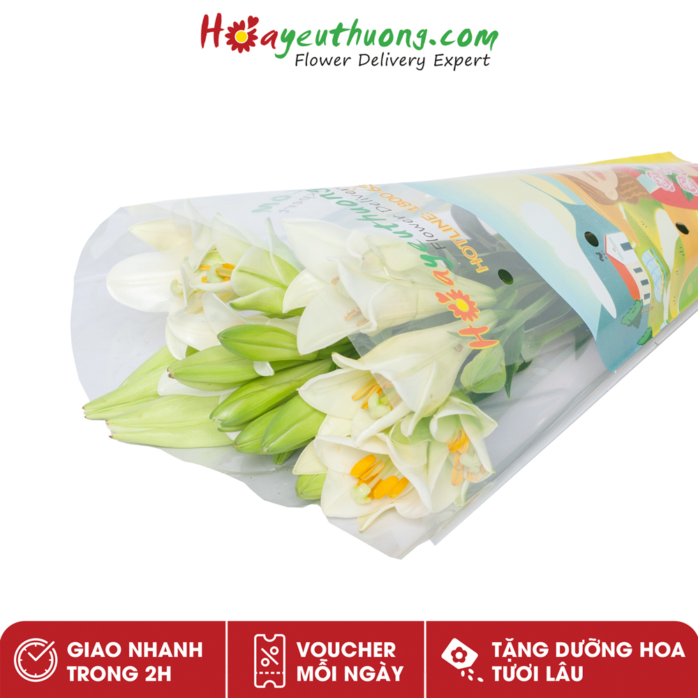 Hoa Loa Kèn Hà Nội (20-25 bông/bó)  Dalat.Flowers - hoa cắm trang trí nhà cửa, văn phòng