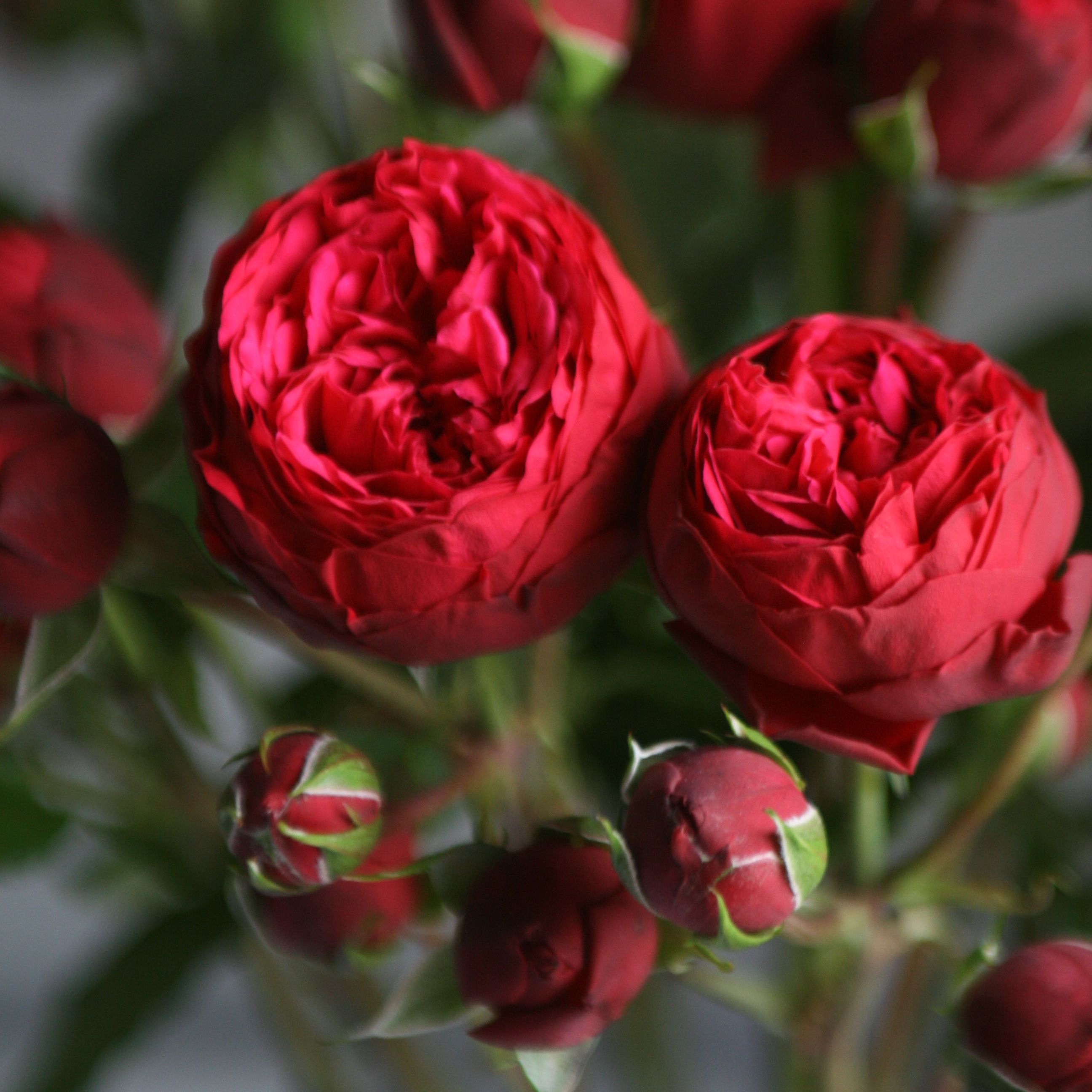 Hoa hồng bụi Red Piano Rose - hoa chùm, màu đỏ thẫm, hoa lâu tàn