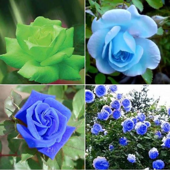 "Gói 20 "Hạt giống hoa hồng xanh
