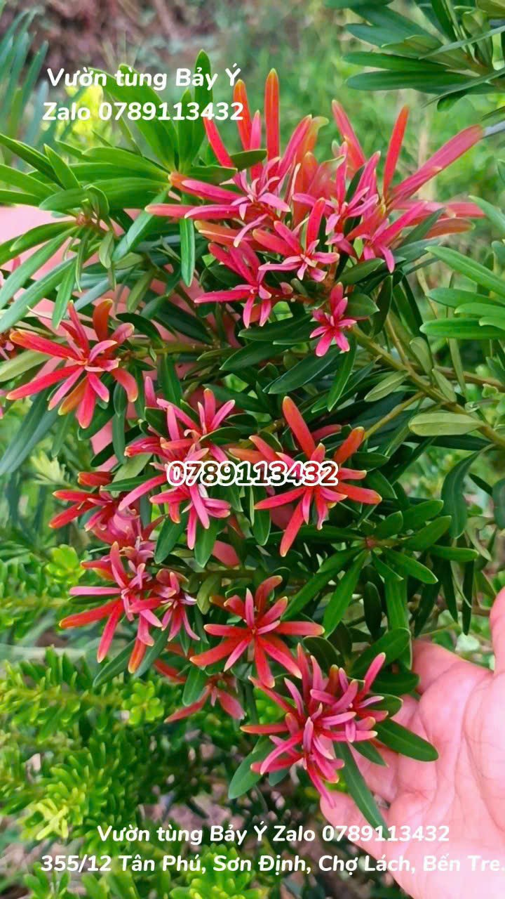 Cây tùng đột biến ngọc ý đọt đỏ cao 50-60cm-cây ghép zalo 0789113432