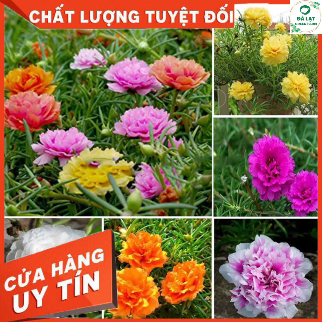 100h_hạt giống hoa mười giờ mỹ mix màu