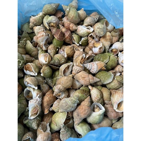 Ốc BULOT pháp - vỉ 500gr size 10 20 con (giao tphcm)