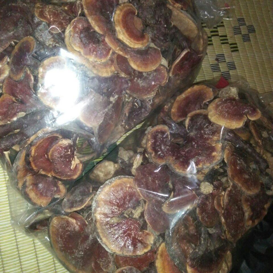 Nấm lim xanh rừng chuẩn -500g