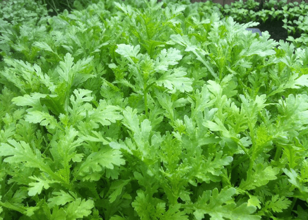 Hạt giống rau Tần Ô 20gram