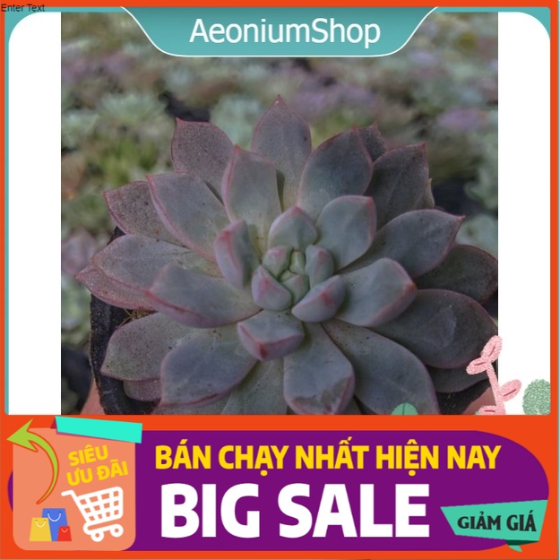 Sen Đá Ruby Tím Mini, Xuất Xứ Đà Lạt, Lỗi 1 Đổi 1 ❣