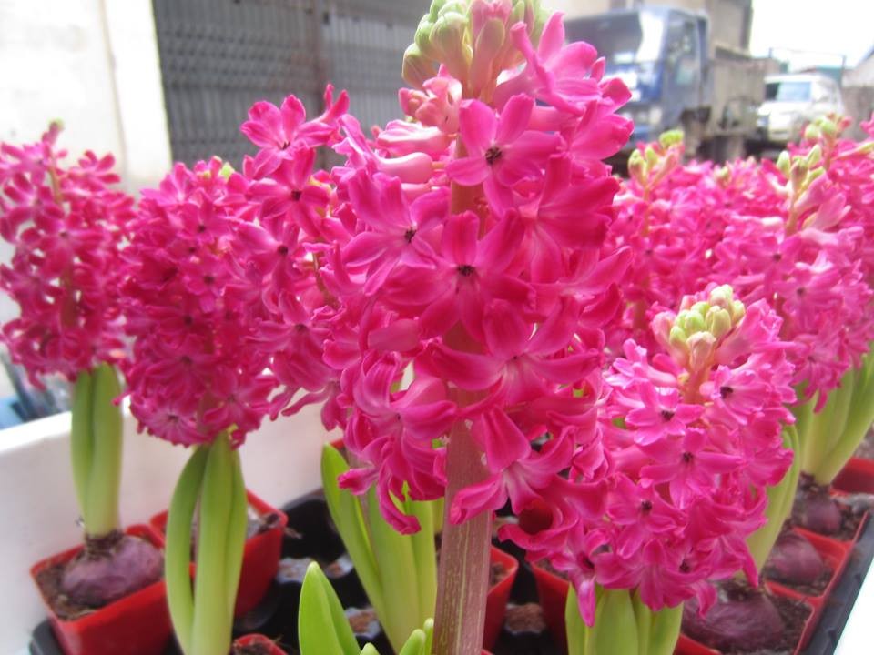 COMBO 5 CỦ HOA TIÊN ÔNG 7 MÀU TRỒNG TẾT ( dạ lan hương)