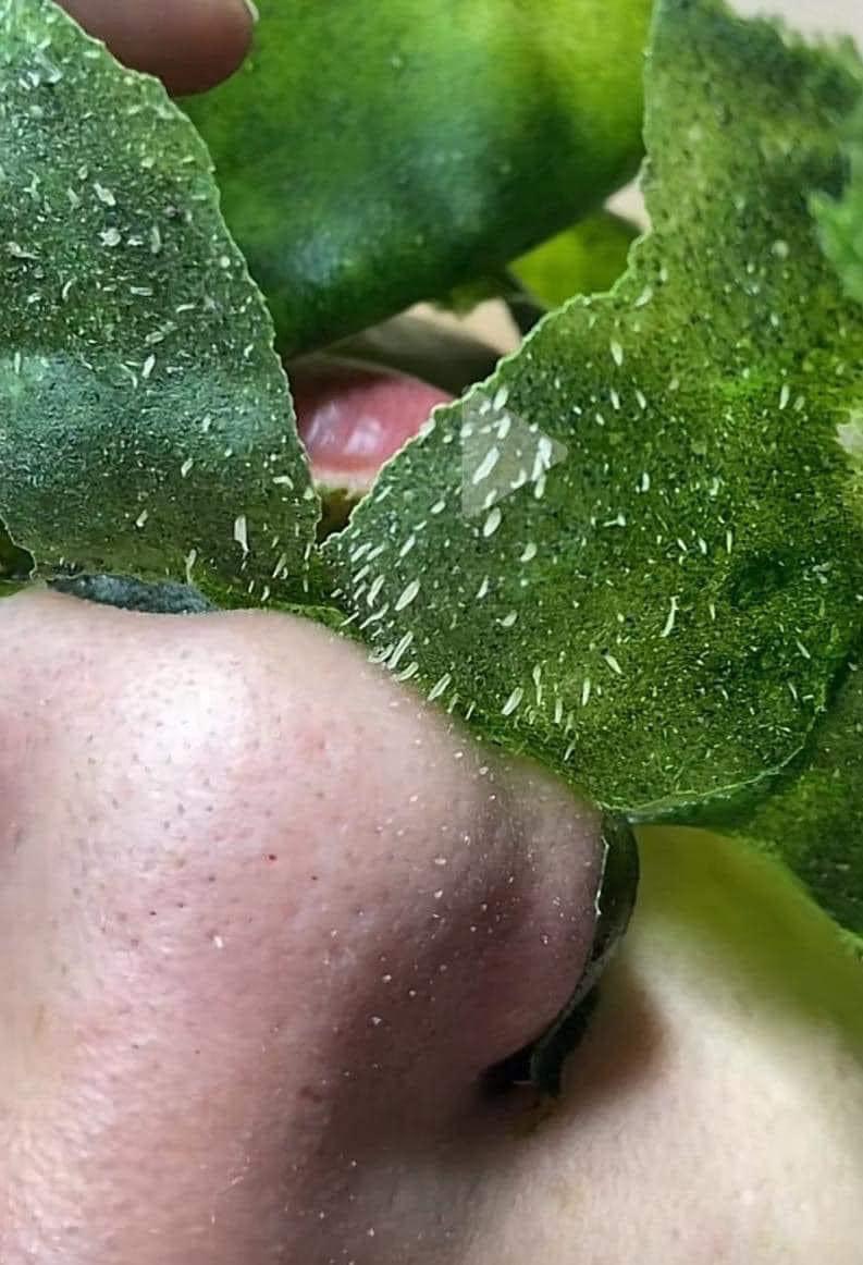 Mặt nạ lột mụn đầu đen mụn cám TRÀ XANH àm sạch sâu da mặt 50gr