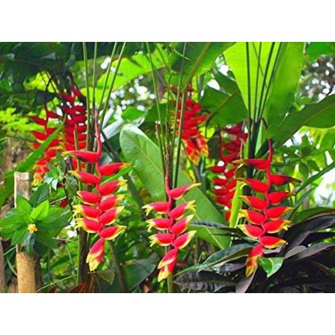 Cây Chuối Mỏ Phượng