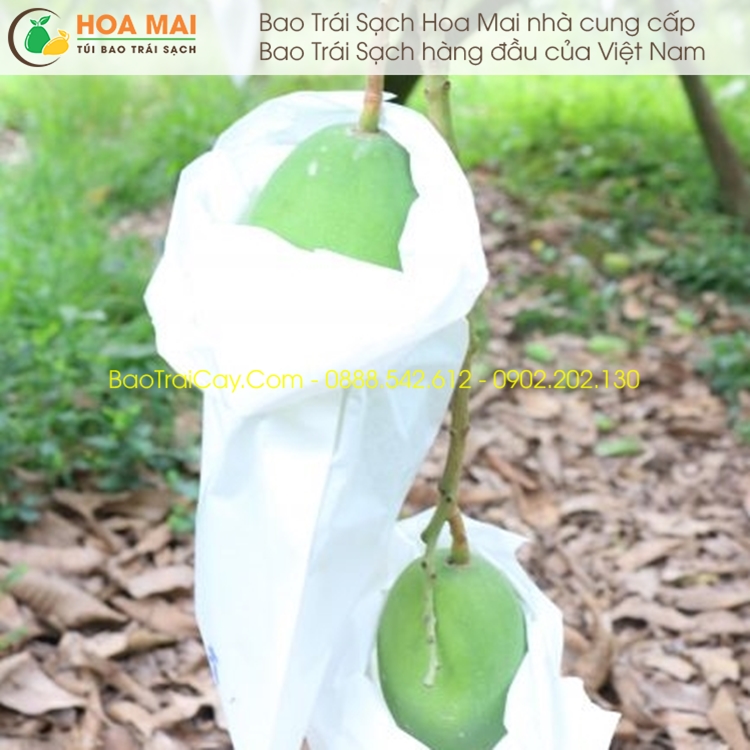 Túi bao xoài 21x32 giấy trắng 100 túi