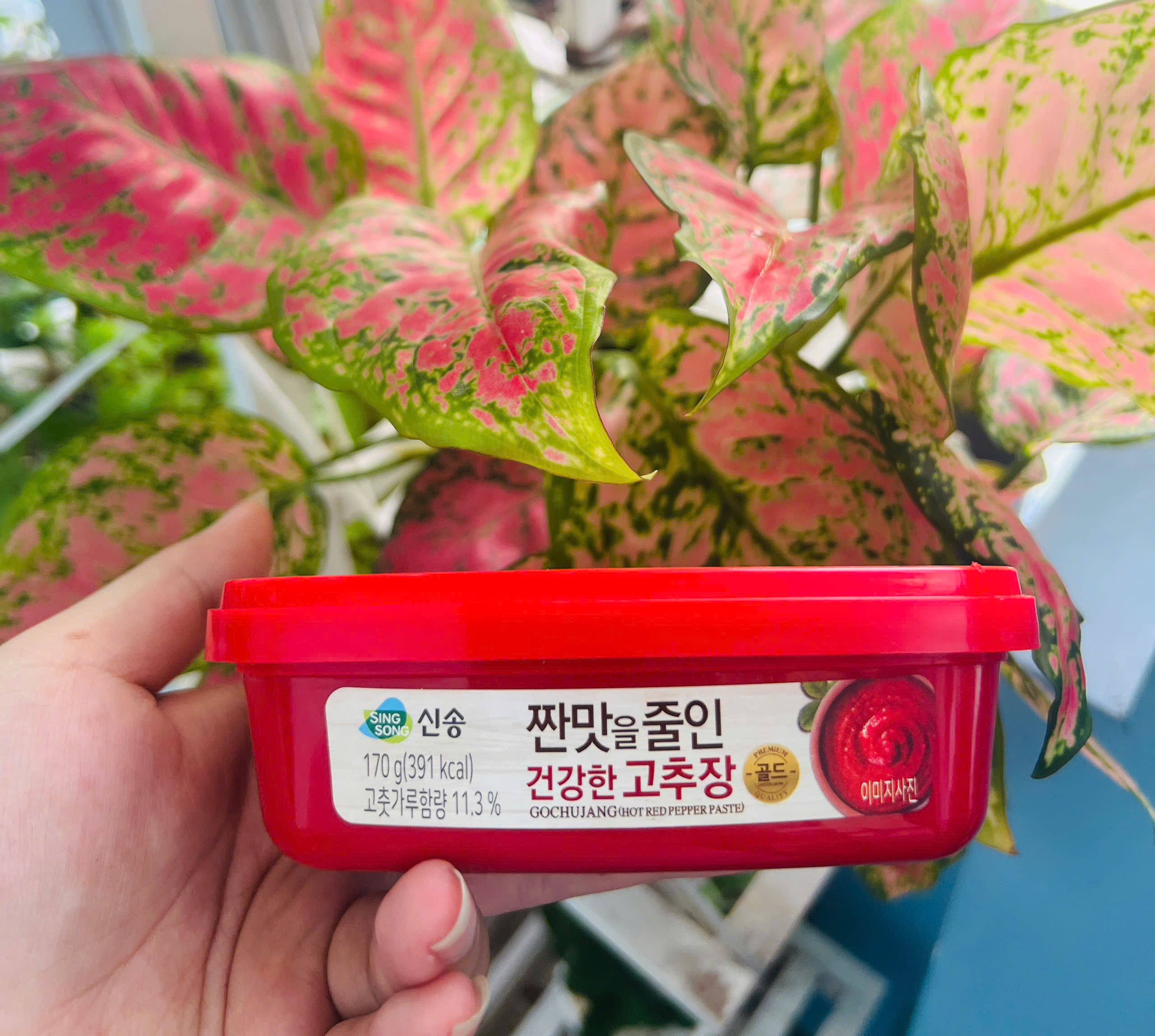 Tương ớt gochujang hàn quốc hộp 170g_monhi_food