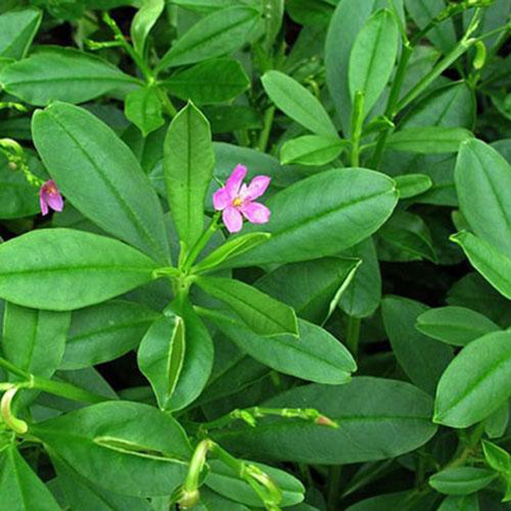 CÂY SÂM ĐẤT (THỔ SÂM, ĐỊA SÂM)