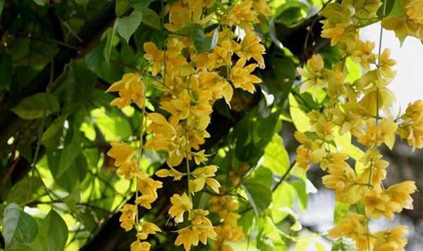 Chậu lan leo hoàng dương hàng đẹp