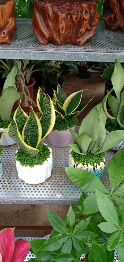 Cây Bonsai Cây lưỡi Hổ
