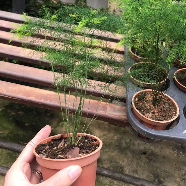 Tùng trúc size nhỏ