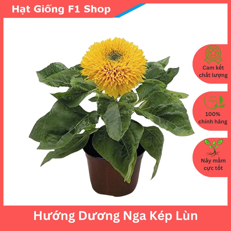 Hạt Giống Hoa Hướng Dương Nga Kép Lùn 40cm (039.F1)