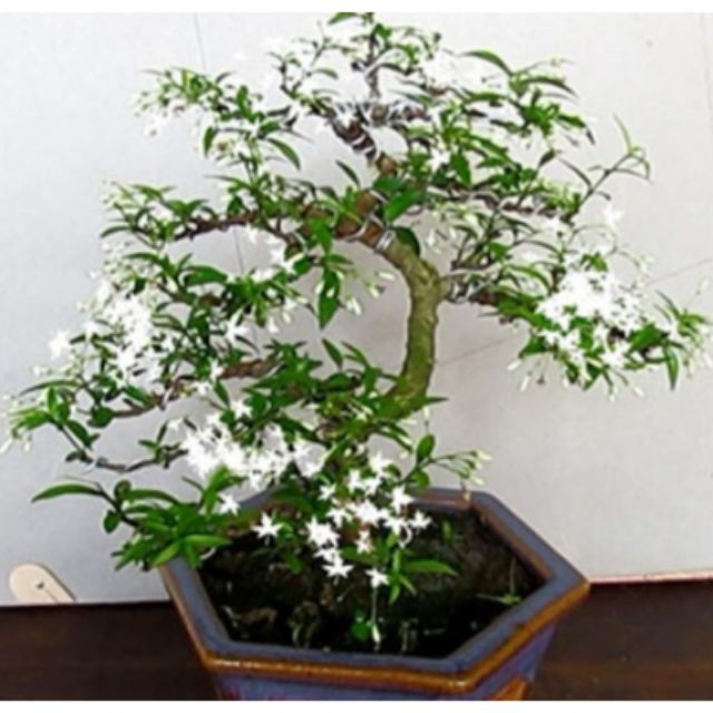 CÂY mai chiếu thủy