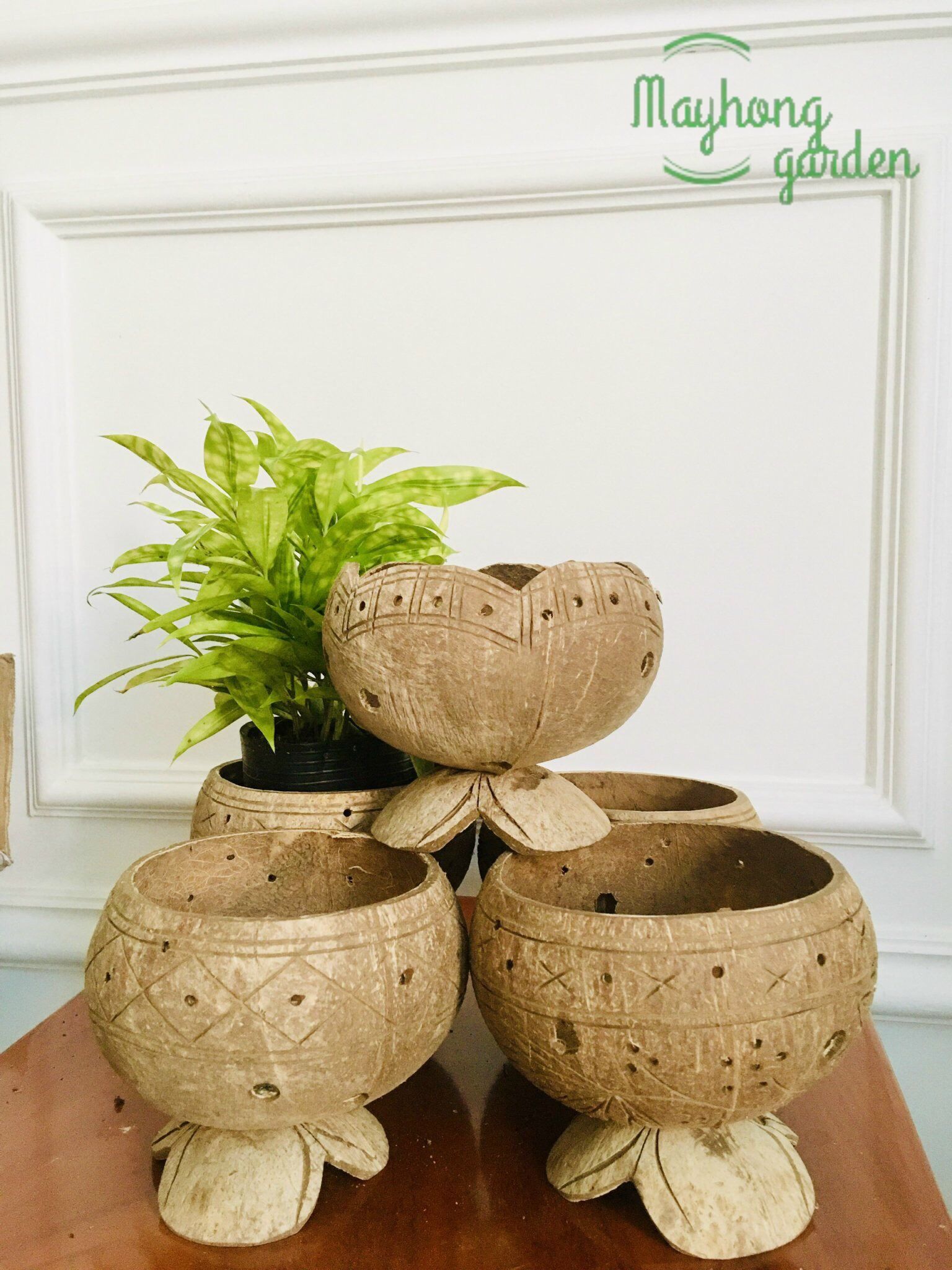 5 GÁO DỪA TRỒNG CÂY CÓ ĐẾ DK 13-15cm, NHIỀU MẪU