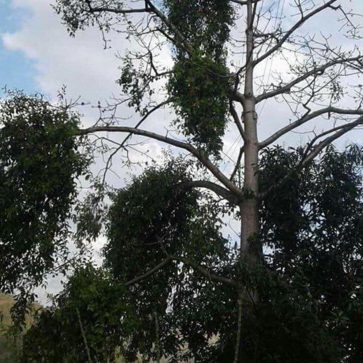 CÂY TẦM GỬI GẠO