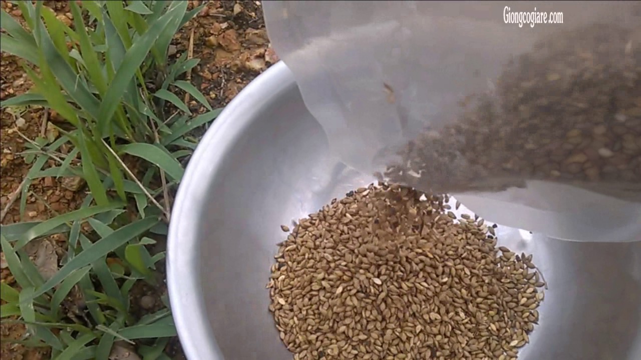 1kg Hạt giống cỏ xả MULATO 2 nhập khẩu Thái Lan chịu lạnh, chịu hạn