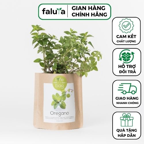 Túi trồng cây có sẵn hạt giống và đất trồng