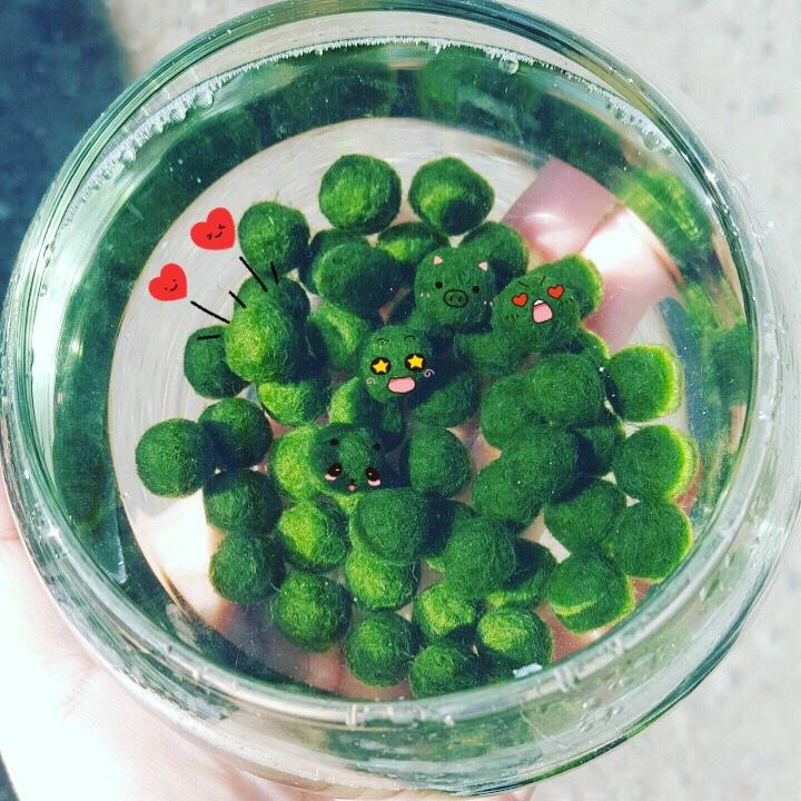 Sỉ combo 10 pé marimo tảo cầu Nhật giá rẻ có tặng kèm hủ thủy tinh nhỏ và ốc