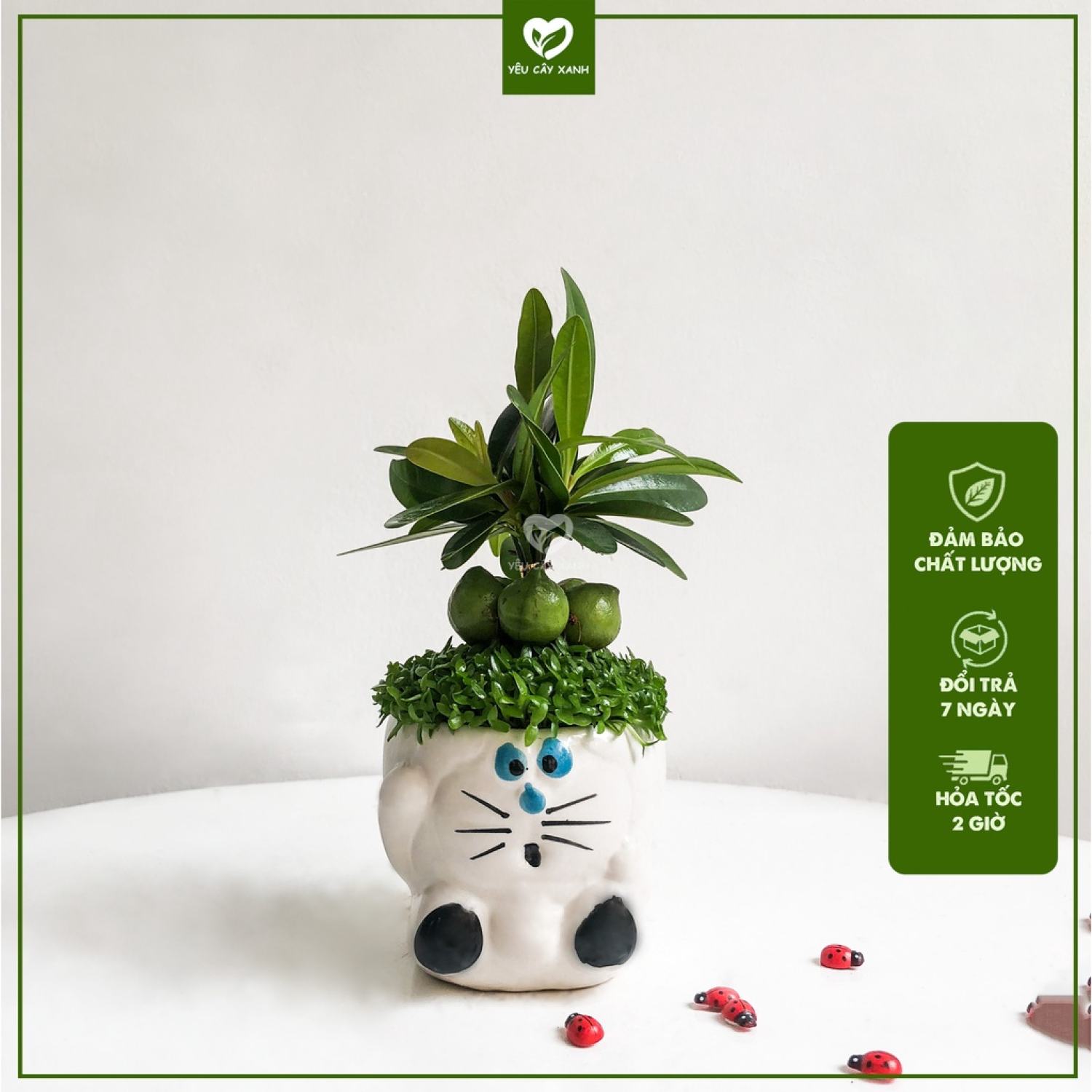 Cây Tài Lộc ngũ hành - Cây May Mắn để bàn chậu ngẫu nhiên