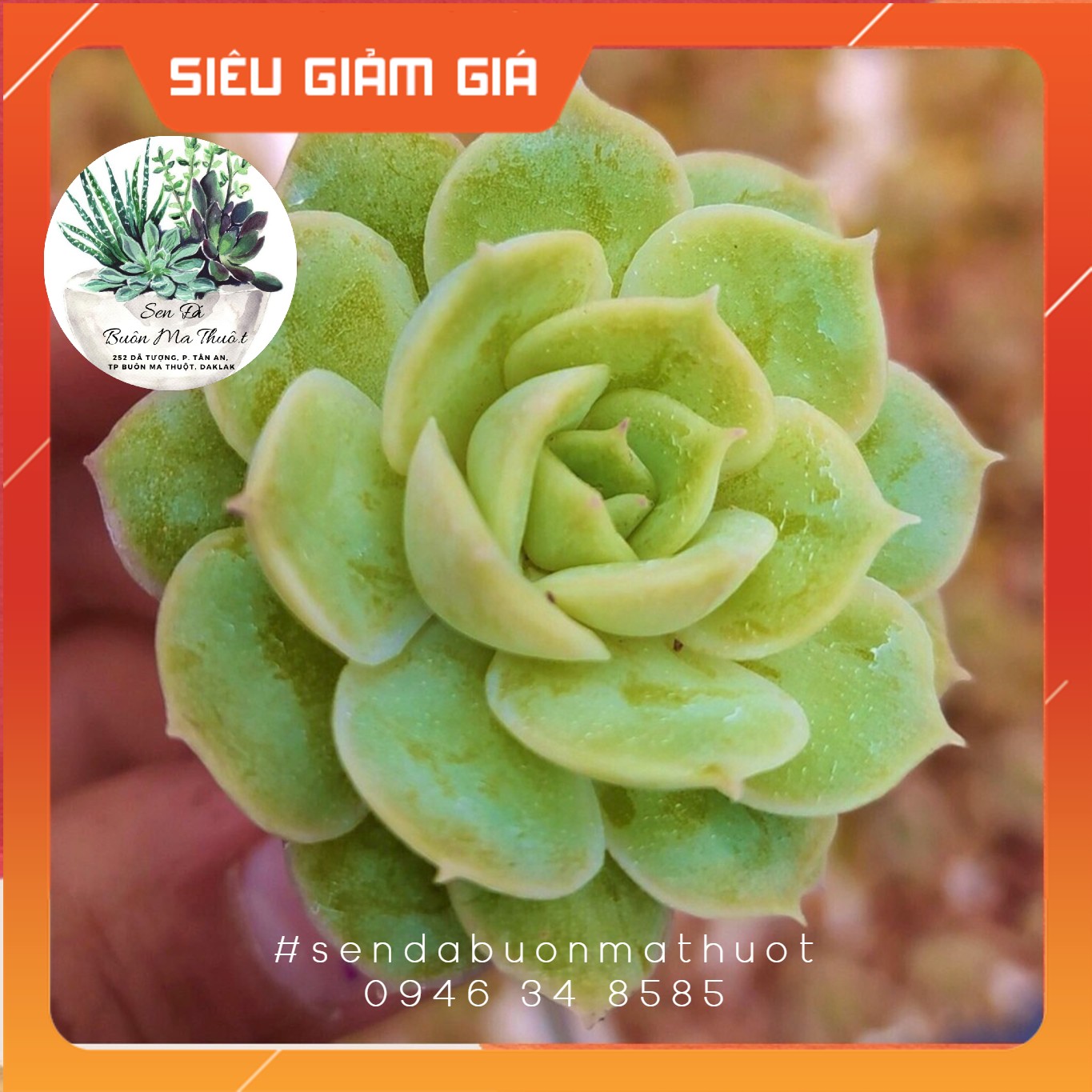 Sen đá ngọc bích ❤️❤️ - sen đá buôn ma thuột - bmt garden lỗi 1 đổi 1