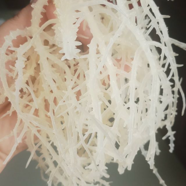 100g Rong Sụn Biển _ Rong Sụn Trắng - doanvat_hangduong