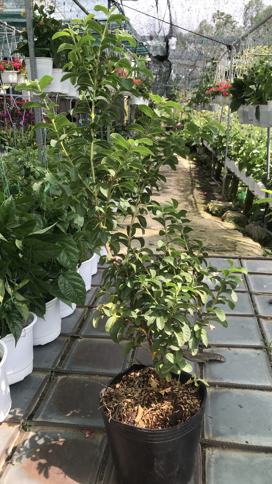 caykiengsadec - Cây ổi tàu ổi sẻ ổi chim - tặng phân bón cho cây mau khỏe - cây ăn trái, cây ăn quả, trang trí nội thất, sân vườn