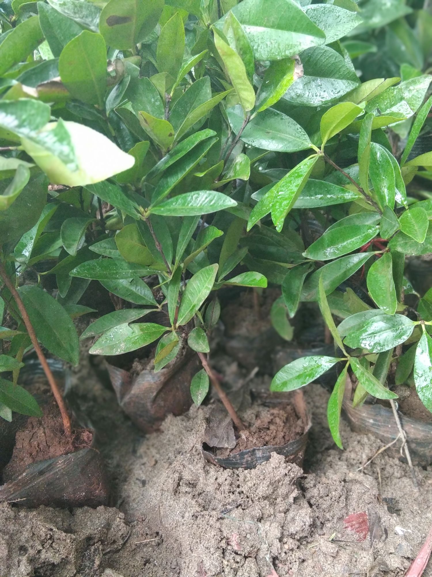 cây giống chery Brazil