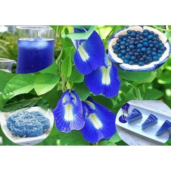 TRÀ HOA ĐẬU BIẾC SẤY KHÔ NGUYÊN BÔNG 100g túi zip- tái tạo colaggen, nganw ngừa lão hóa,làm đẹp d